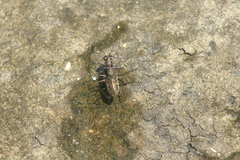 Ellipsoptera marginata