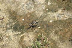 Ellipsoptera marginata