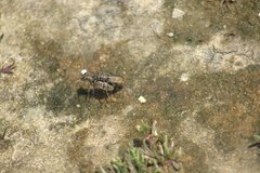 Ellipsoptera marginata