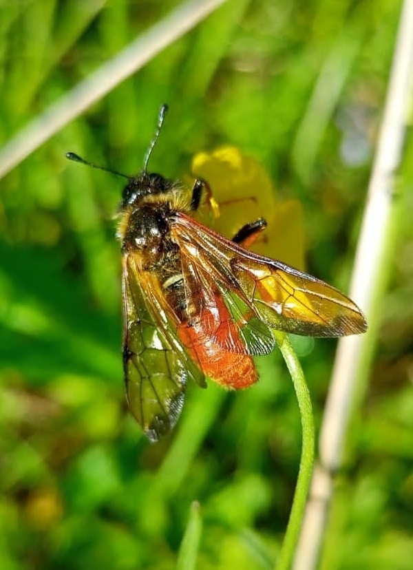 Trichiosoma aenescens