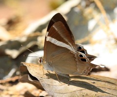 Abisara neophron