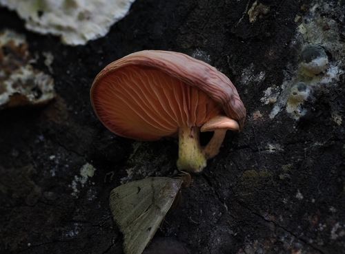 Wrinkled Peach