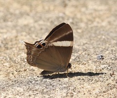 Abisara neophron