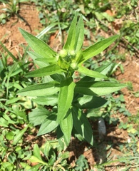 Angiospermae
