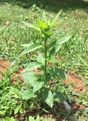 Angiospermae
