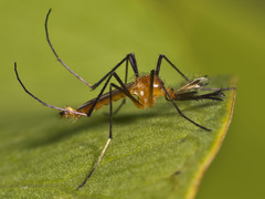 Coquillettidia xanthogaster