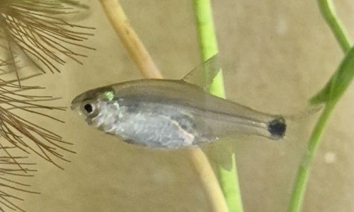 Spotfin tetra (Serrapinnus calliurus) — Characidae