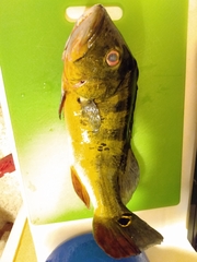 Cichla ocellaris