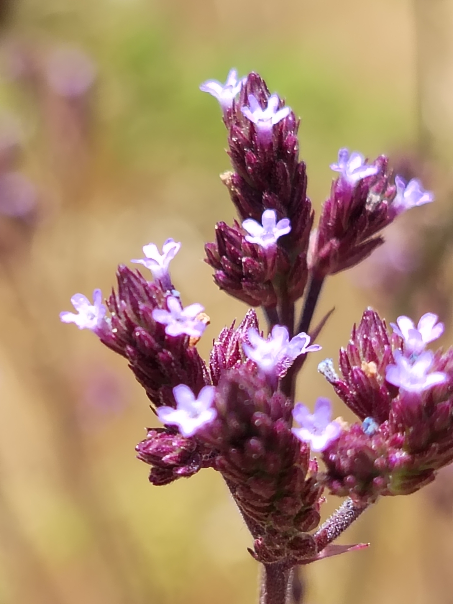 Imagem de Gervão-roxo