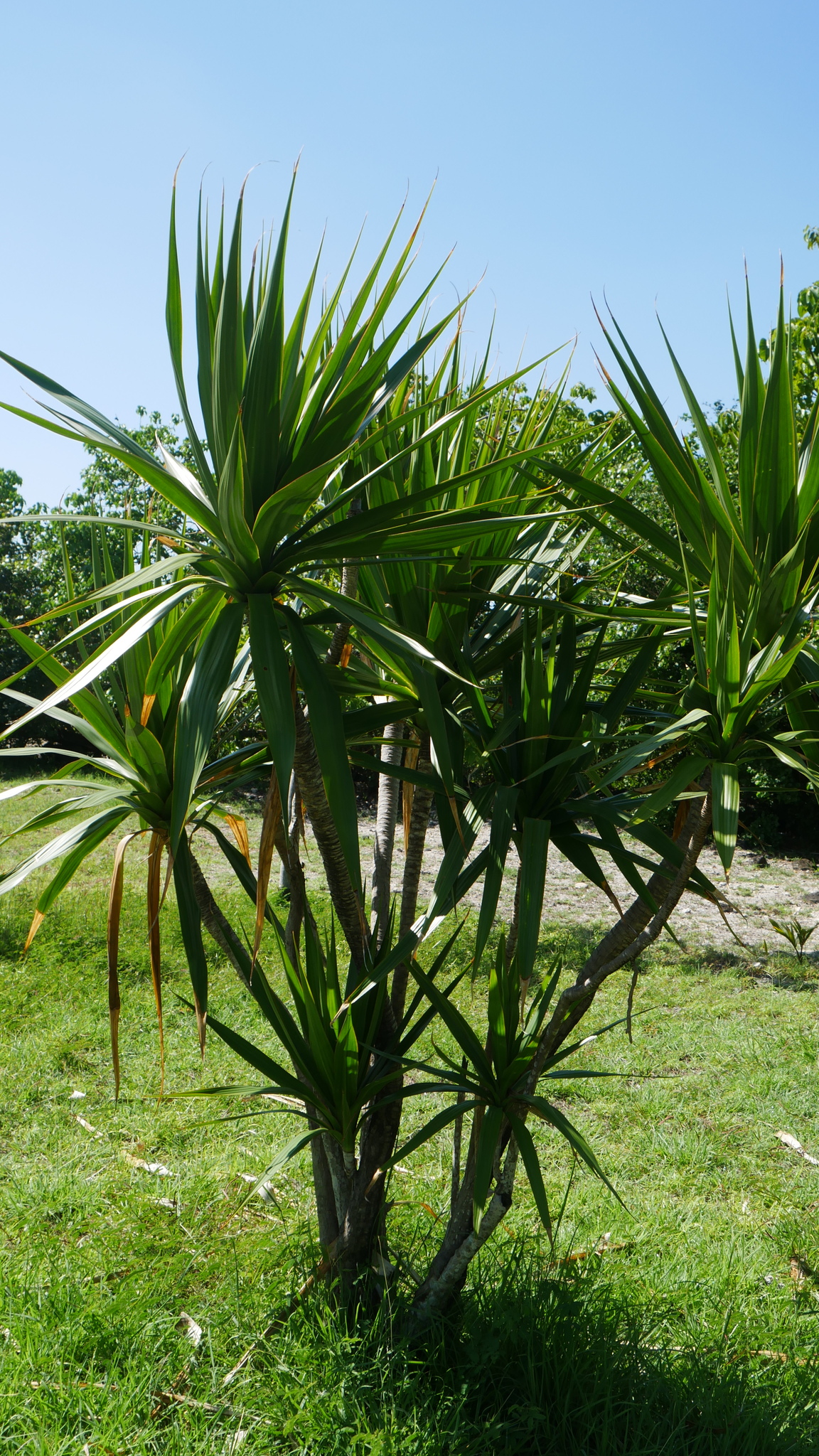 Dracaena concinna