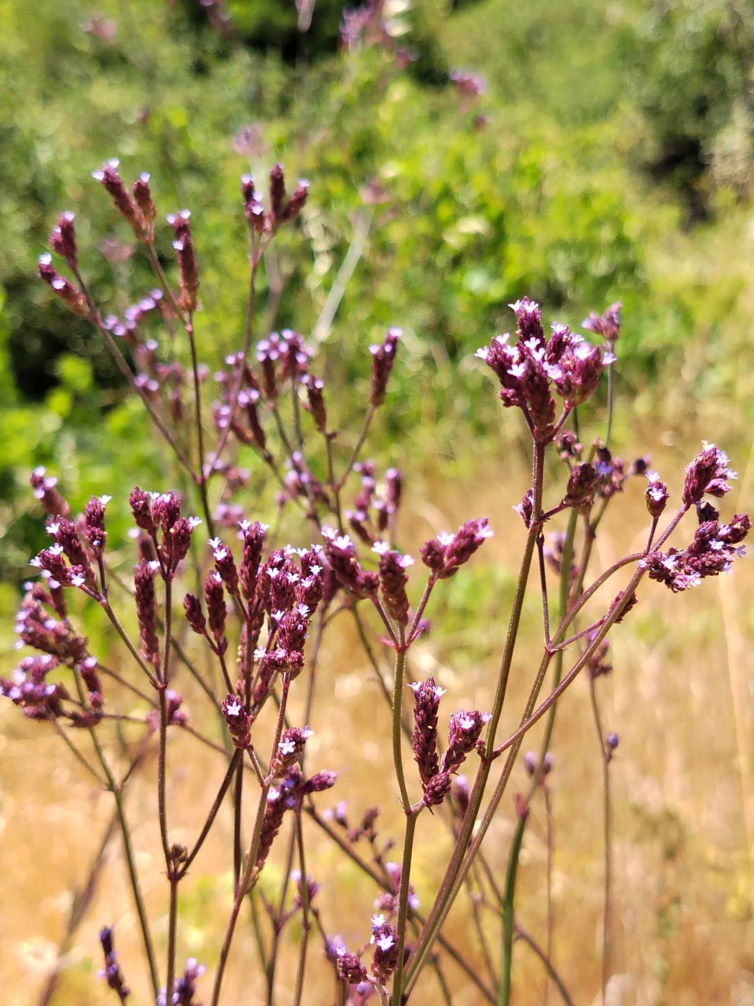 Imagem de Gervão-roxo