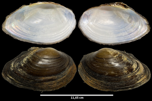 Duck Mussel, Amstelveen, Nederland, photo 5 of 10