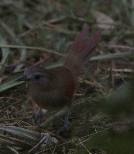 Plain-crowned Spinetail (Synallaxis gujanensis)