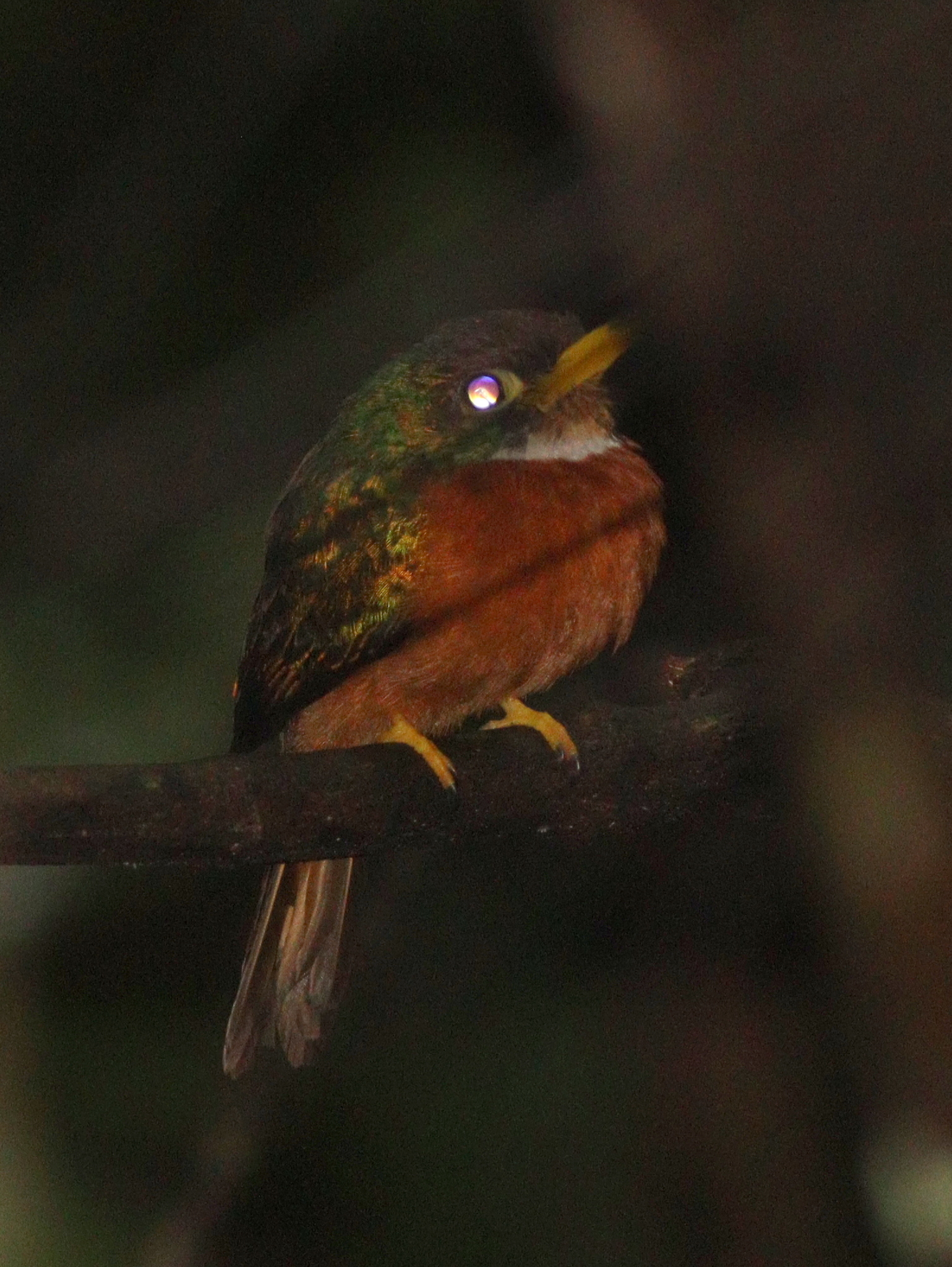 Yellow-billed Jacamar (Galbula albirostris), photo 2
