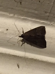 Hypena scabra