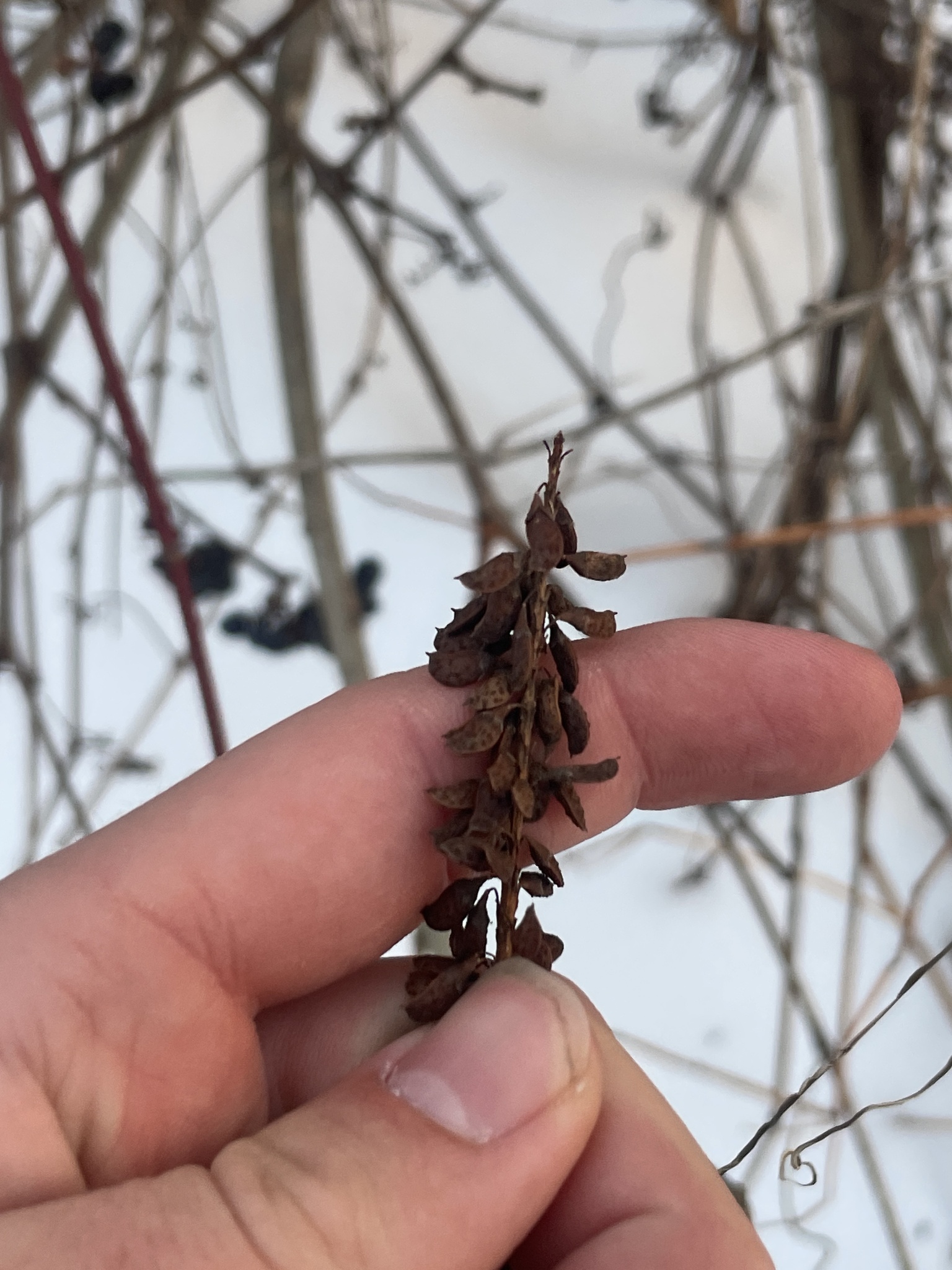 Imagem de Falsa-índigo