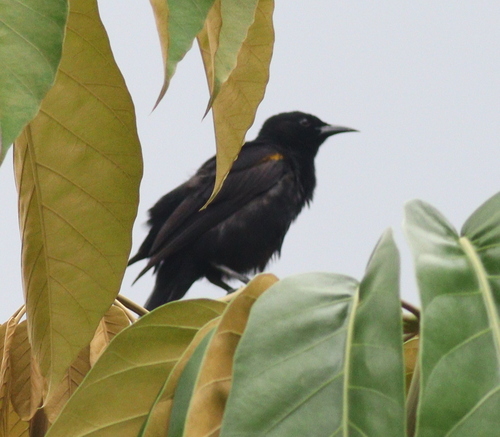 Epaulet Oriole (Icterus cayanensis), photo 4