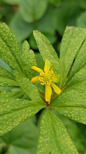 Ferrugem (Tranzschelia pruni-spinosae)