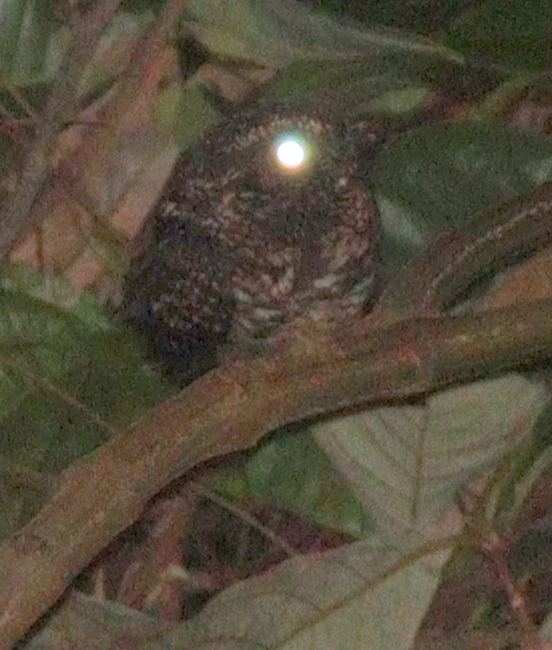Blackish Nightjar illustration
