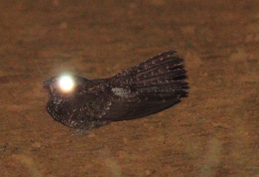 Blackish Nightjar (Nyctipolus nigrescens), photo 10