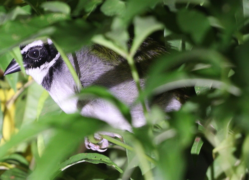 Pectoral Sparrow (Arremon taciturnus), photo 10