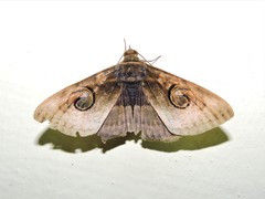 Spirama