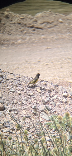 Yellow-rumped Siskin (Spinus uropygialis), photo 5