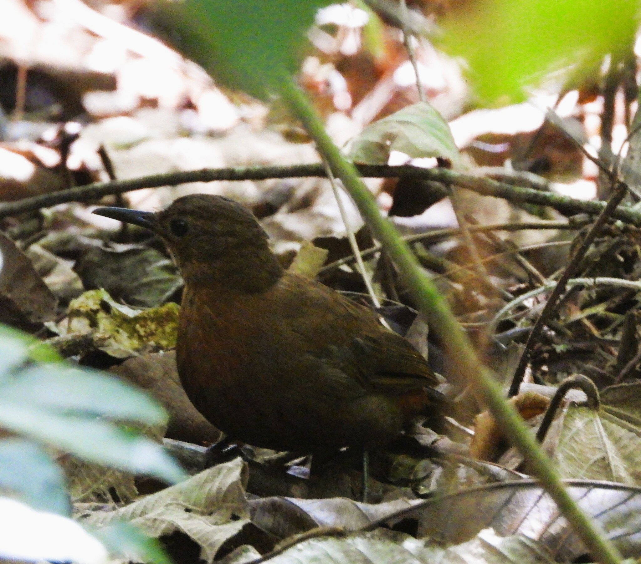 Rufous-breasted Leaftosser (Sclerurus scansor), photo 2