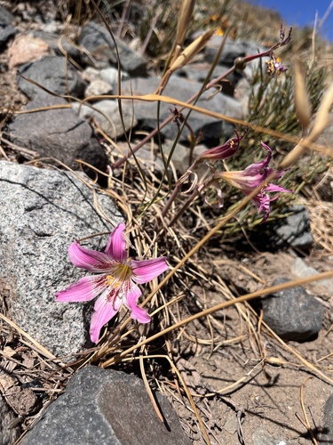 Rhodolirium montanum, photograph 2