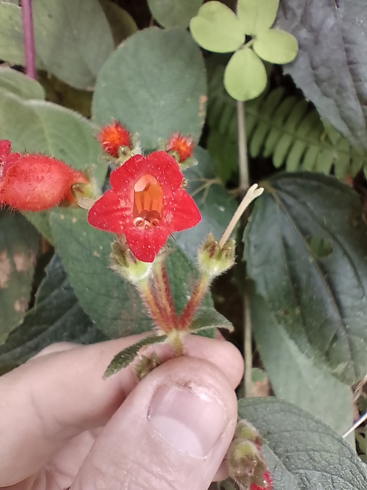 Imagem de Canela-de-ema