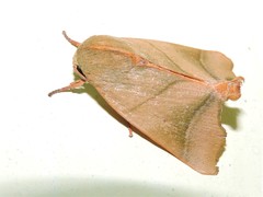 Carea angulata