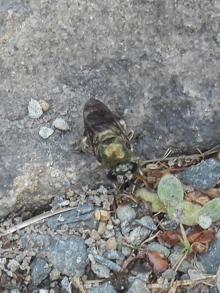 Large Metallic Ant Fly