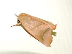 Carea angulata