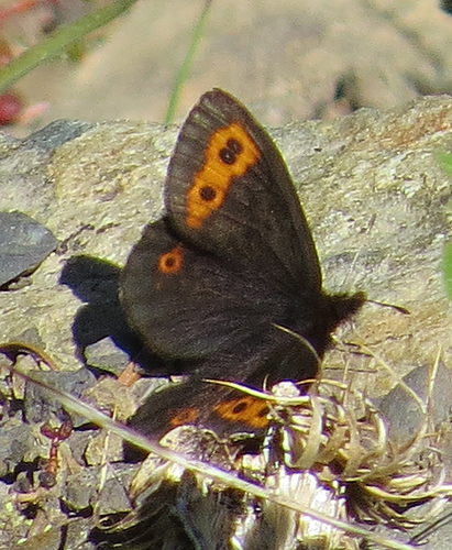 Vidler's Alpine photo 3