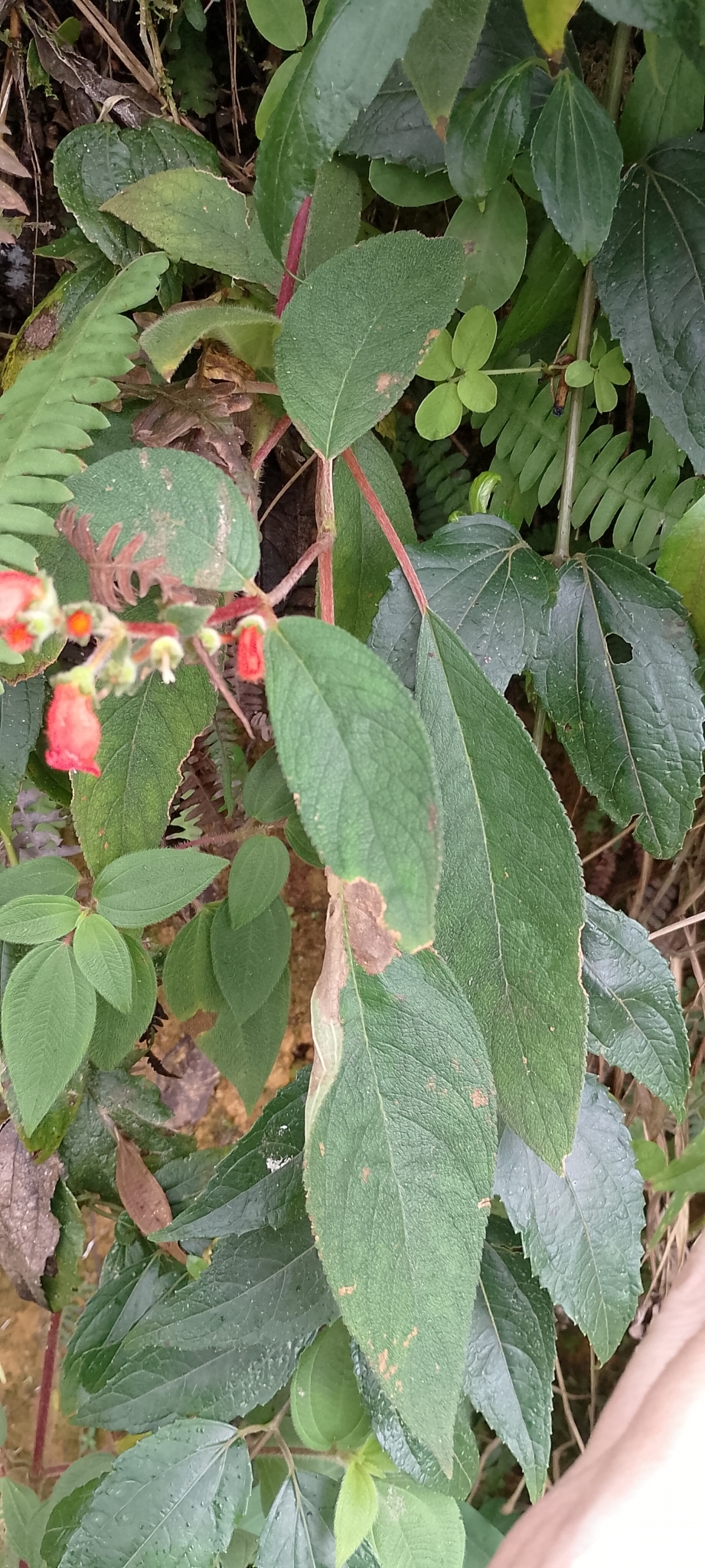Imagem de Canela-de-ema