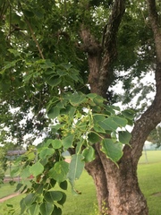 Caloptilia triadicae