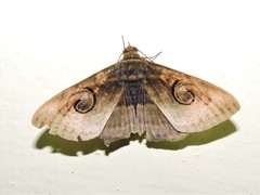 Spirama