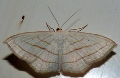 Scopula ordinata
