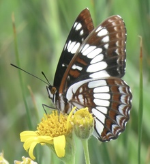 Limenitis weidemeyerii × lorquini