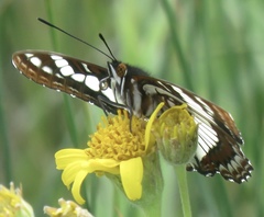 Limenitis weidemeyerii × lorquini