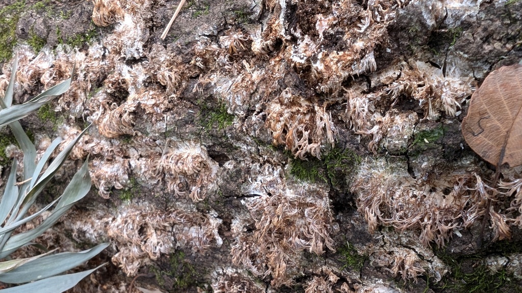 Radulomyces copelandii · January 2025 · photo: © atsushi_nakajima_cirque (iNaturalist, cc-by)