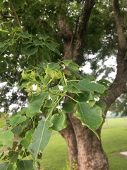 Caloptilia triadicae