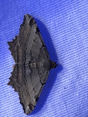 Macaria multilineata