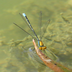 Pseudagrion aureofrons