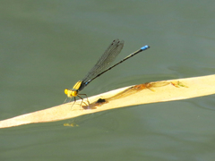 Pseudagrion aureofrons