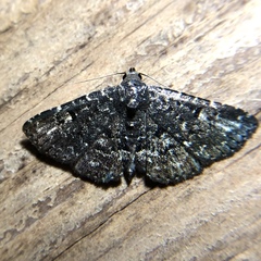 Metalectra tantillus