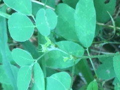 Lespedeza frutescens
