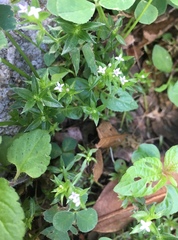 Sherardia arvensis