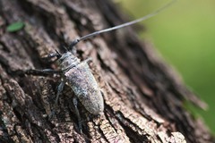 Lochmaeocles marmoratus