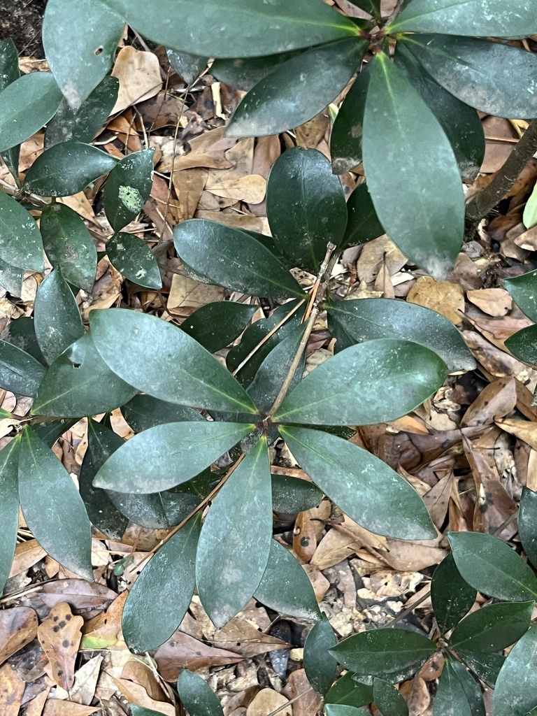 Foto de Abricó-de-jardim